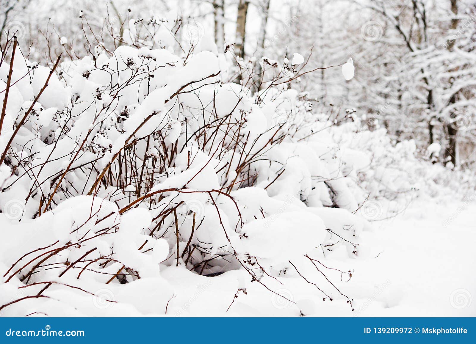 Bushes under the snow in a city park