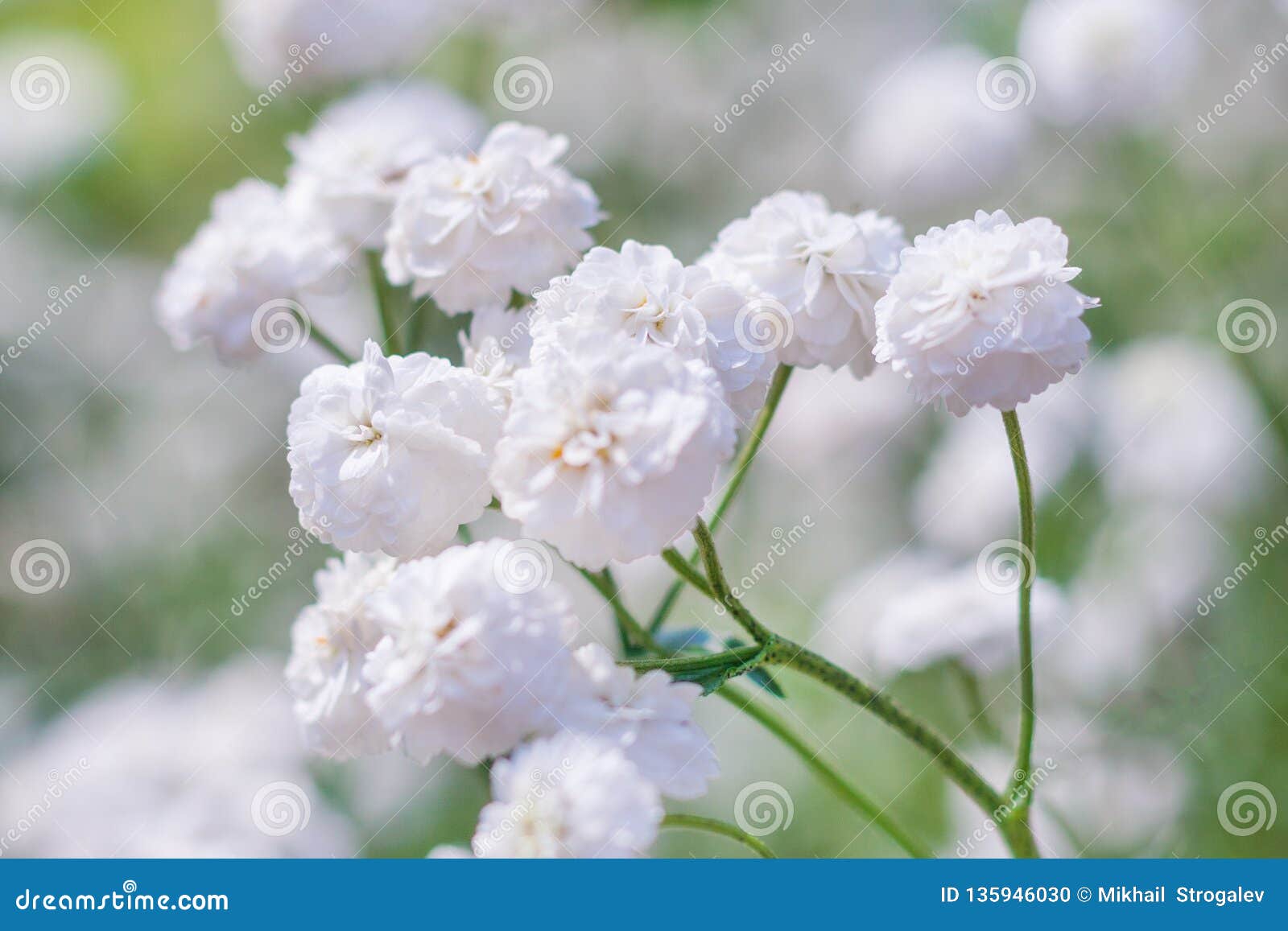 white flowers of gypsophila paniculata