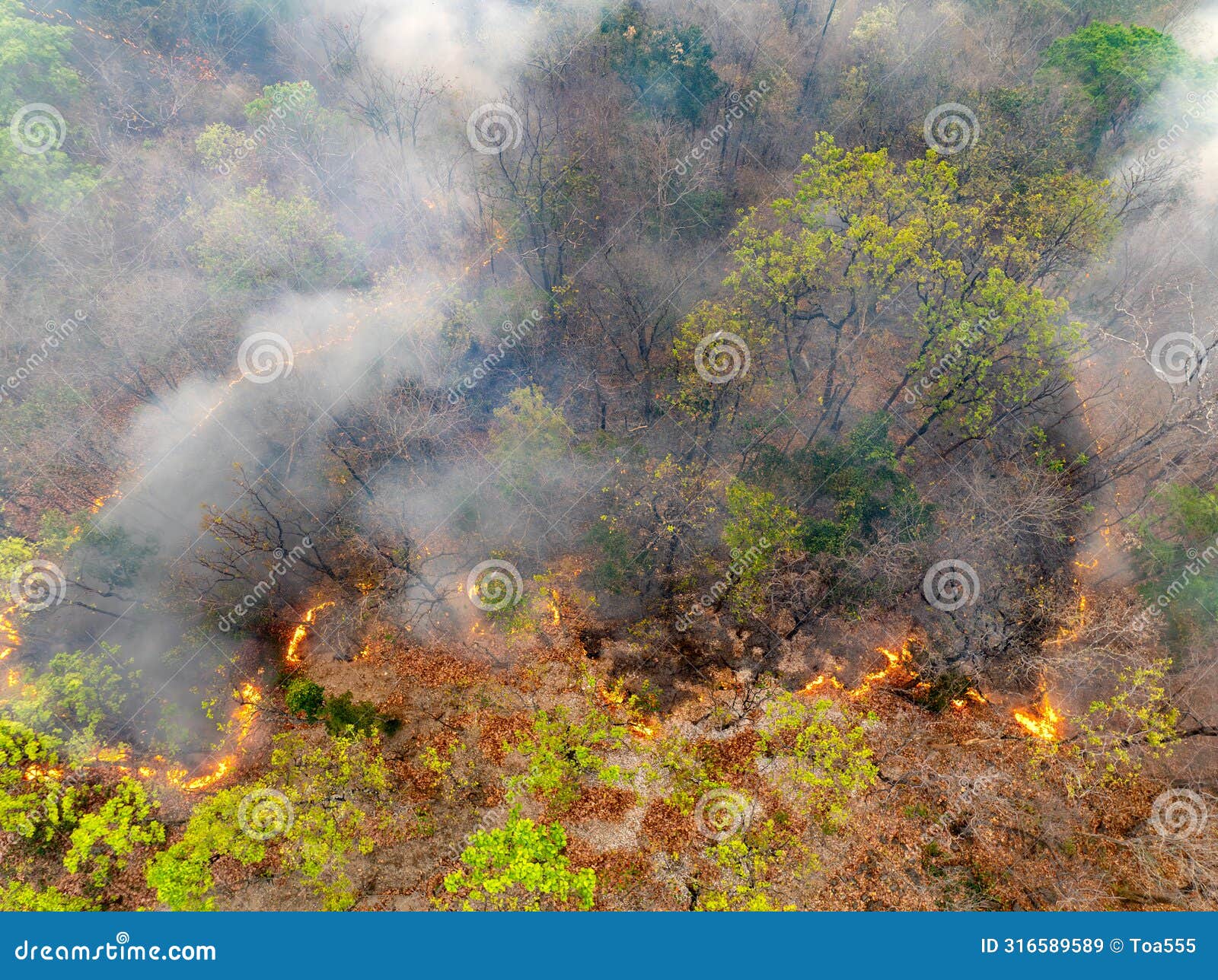 bushfires in tropical forest release carbon dioxide (co2) emissions and other greenhouse gases (ghg)