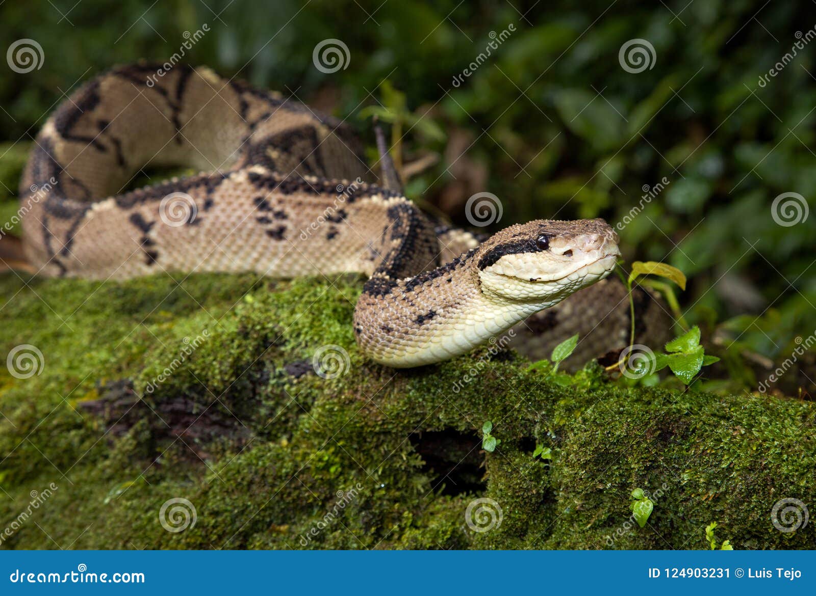 a bushmaster venomous snake