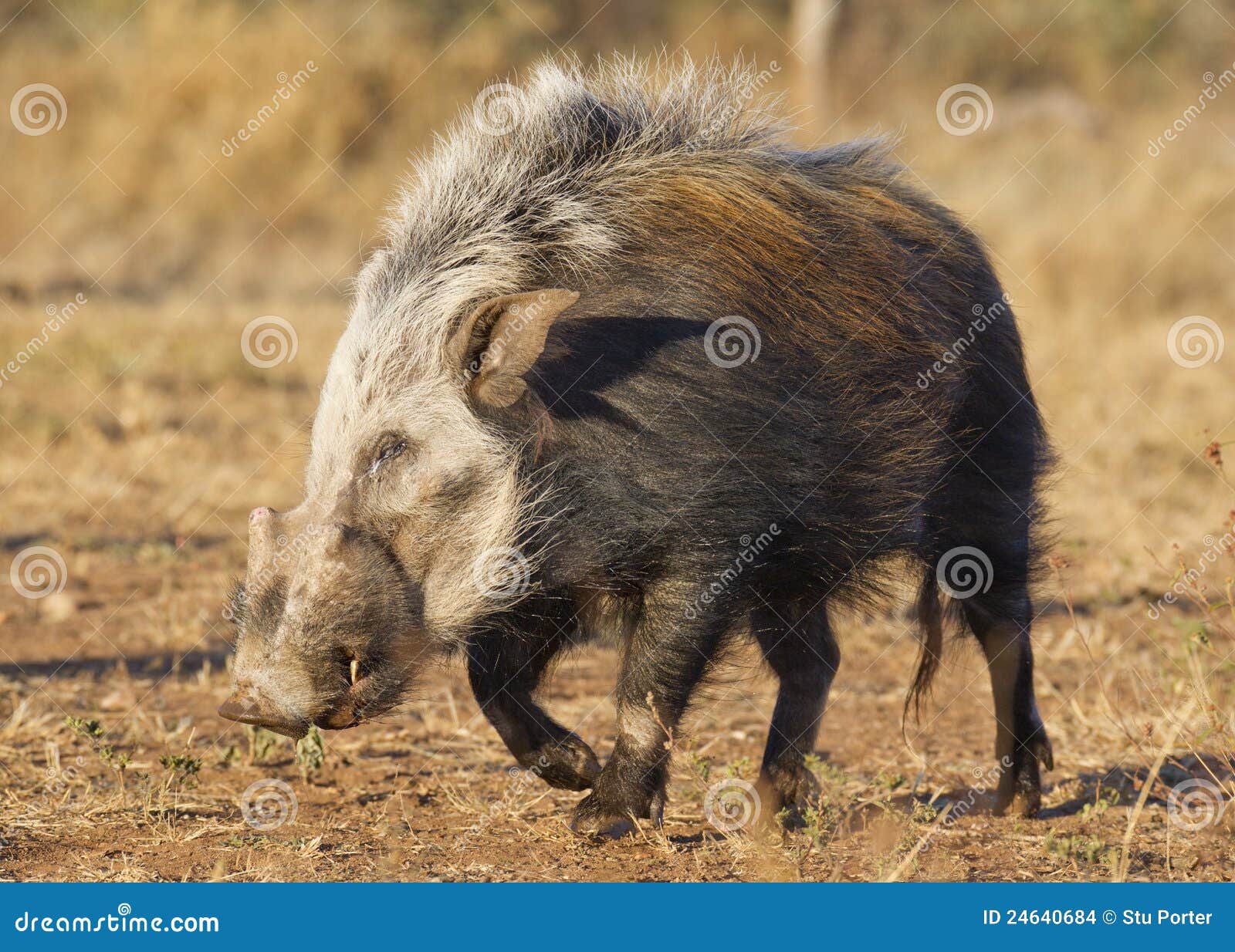 bushpig in daytime, south africa