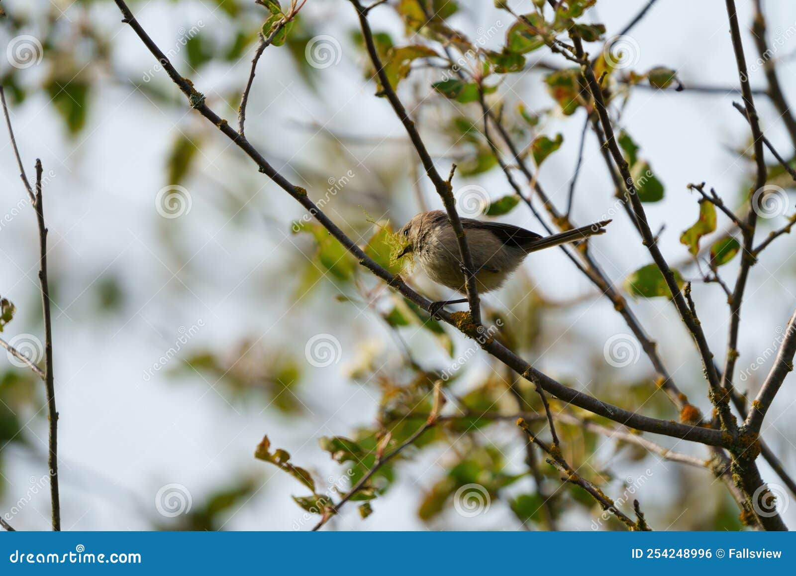 bushtit resting on tree branch