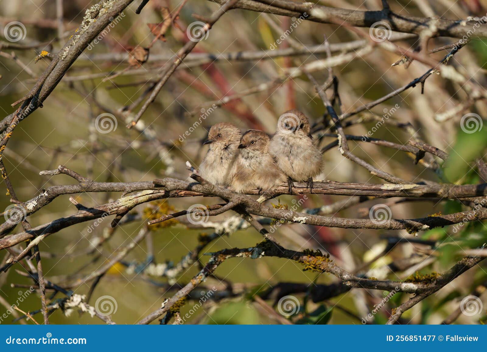 bushtit resting on tree branch