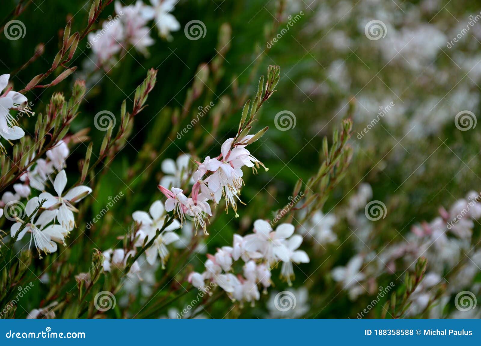 Bushy Growing Perennial Sometimes Grown As An Annual In Our Conditions Has A Long Flowering Period From June To September Stock Photo Image Of Flower Beauty