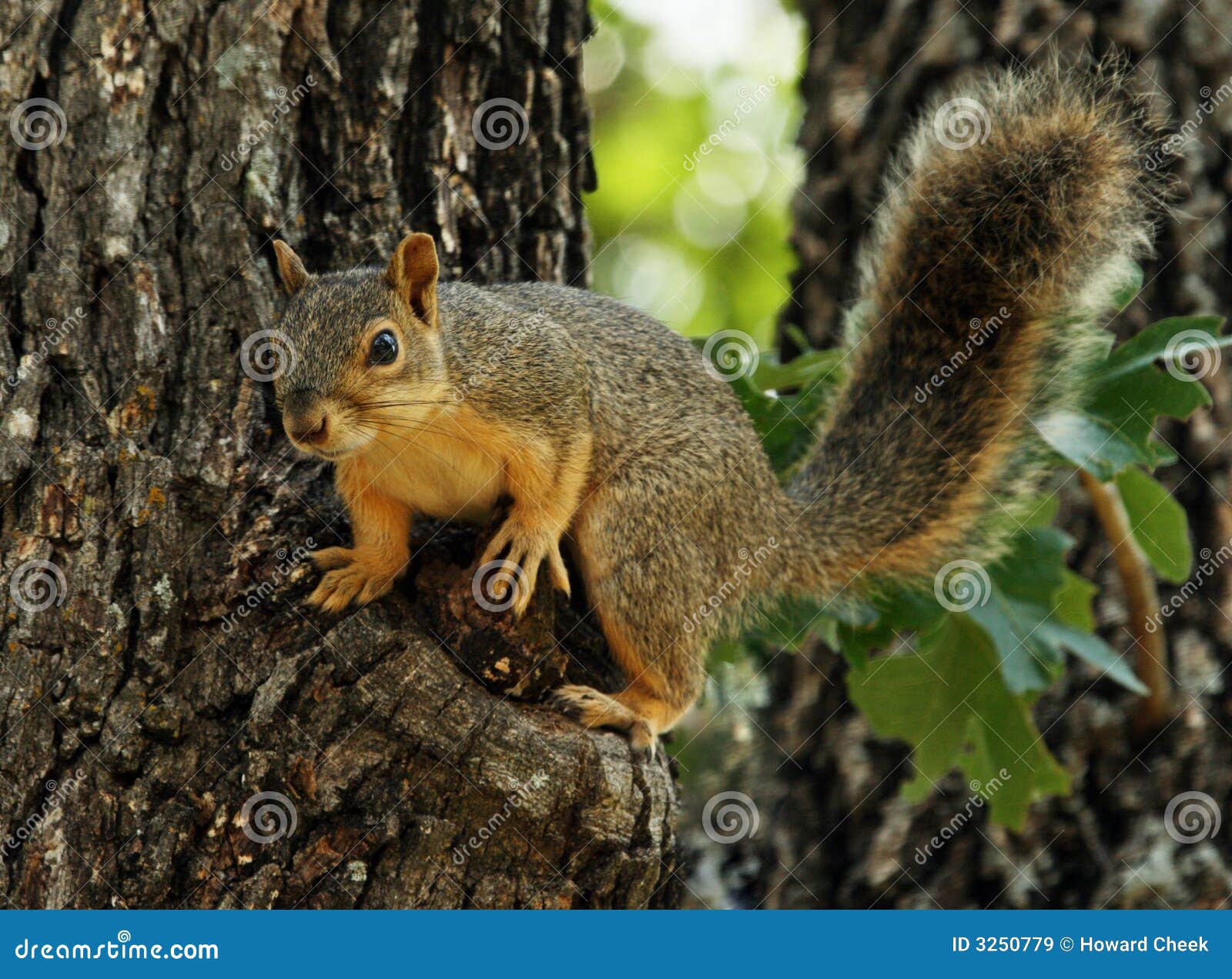 Bushy Tailed stock image. Image of tailed, squirrel, squirrels 3250779