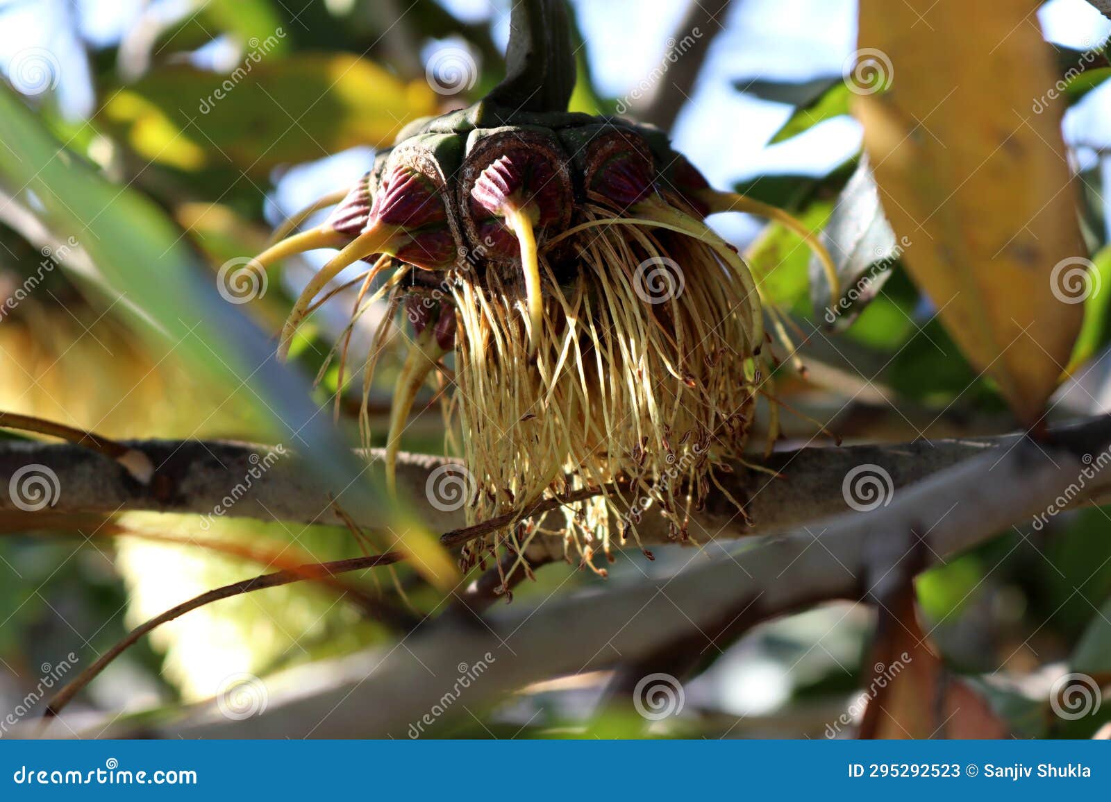 bushy yate (eucalyptus lehmannii) fruits with stamens still attached : (pix sanjiv shukla)