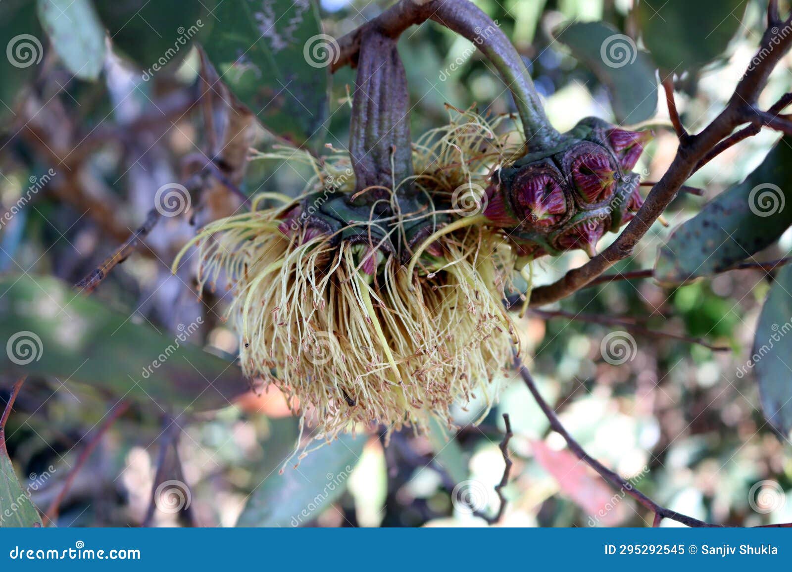 bushy yate (eucalyptus lehmannii) fruits with stamens still attached : (pix sanjiv shukla)