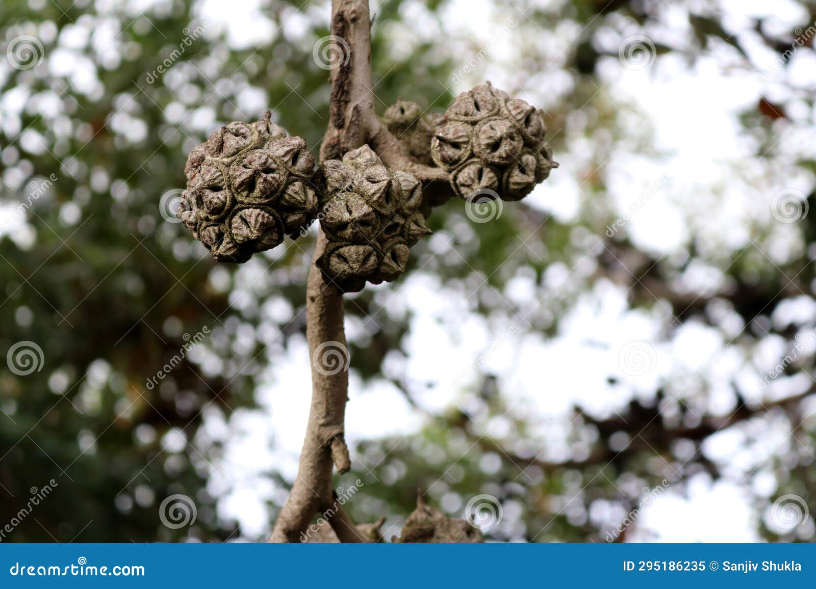 bushy yate (eucalyptus lehmannii) fruits on a tree : (pix sanjiv shukla)