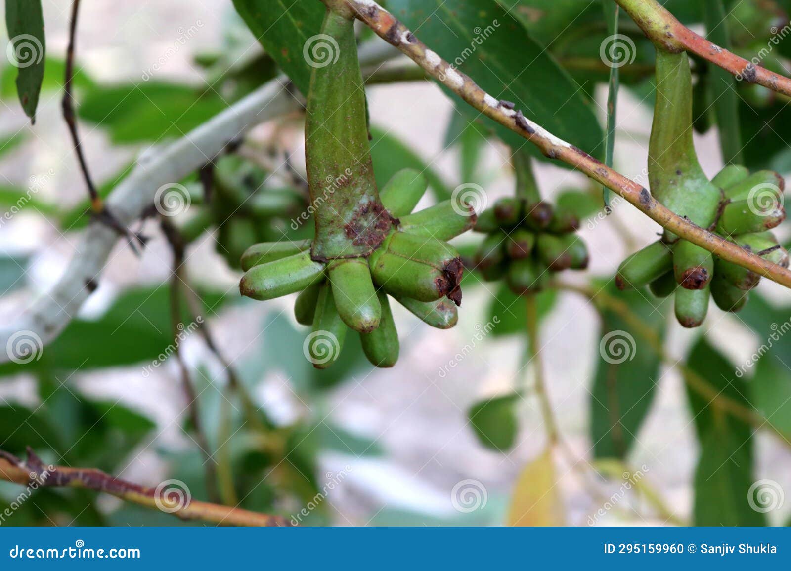 bushy yate (eucalyptus lehmannii) immature flower buds on a tree : (pix sanjiv shukla)