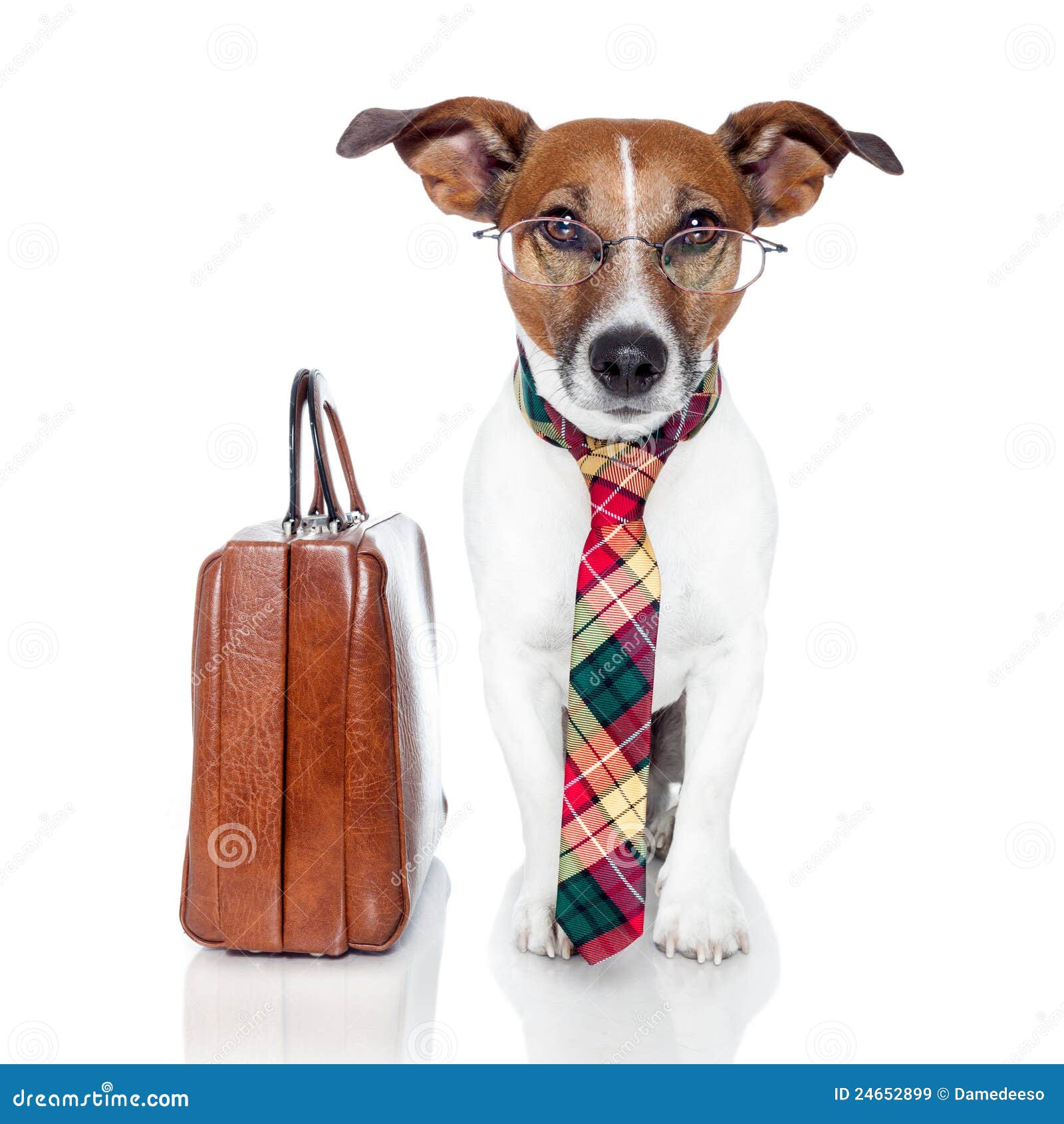 Business dog stock image. Image of businessman, career 24652899