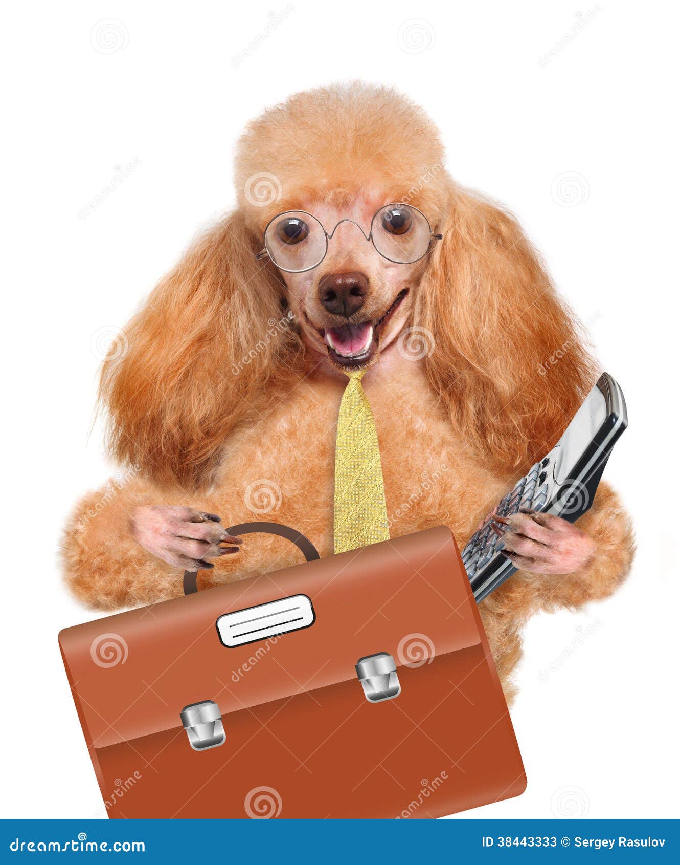 Business dog stock image. Image of office, manager, finance 38443333