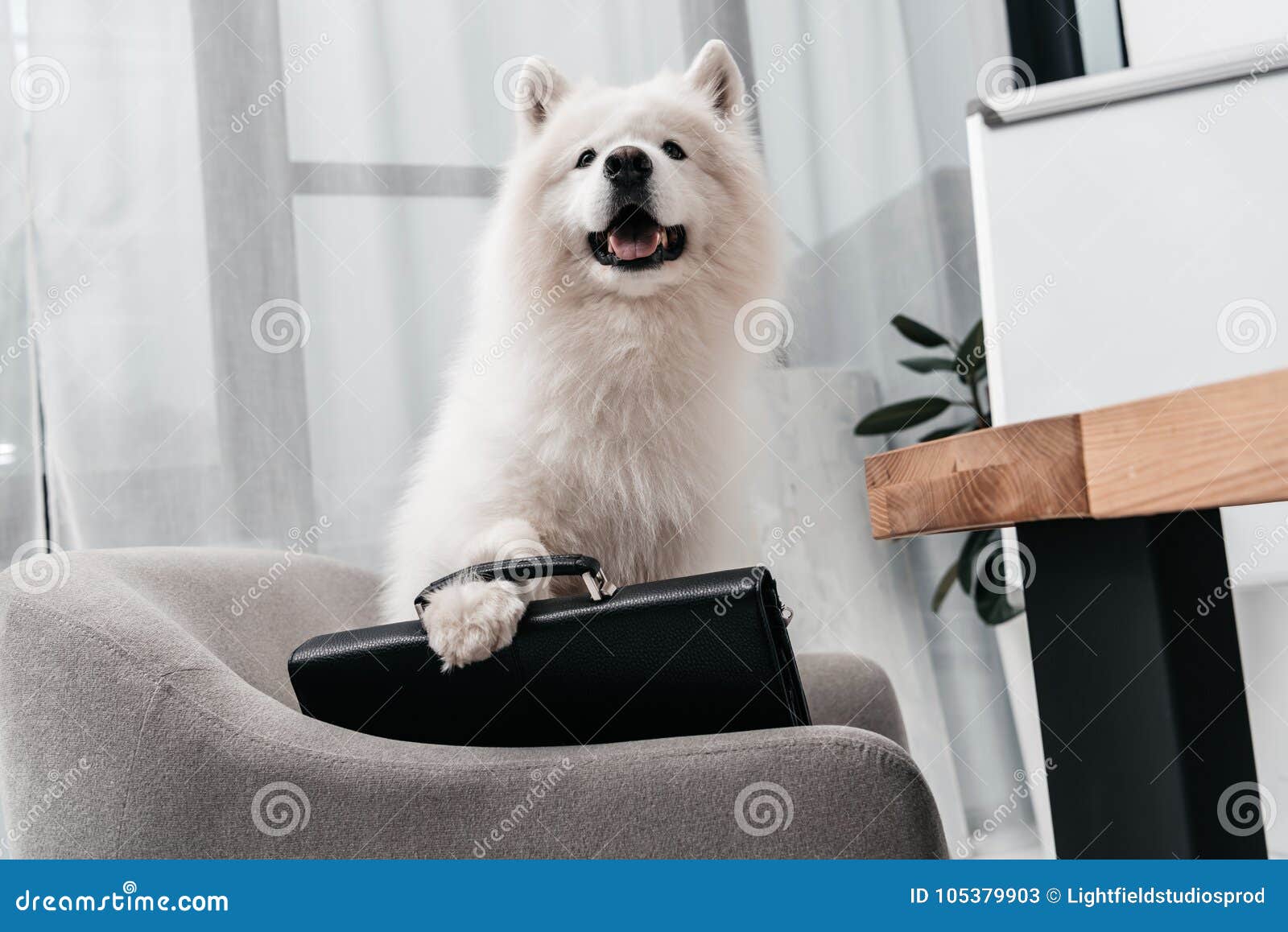 dog briefcase