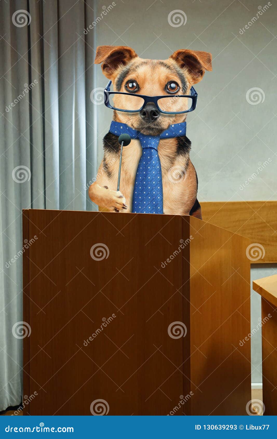business dog having public speaking at podium pulpit with microphone