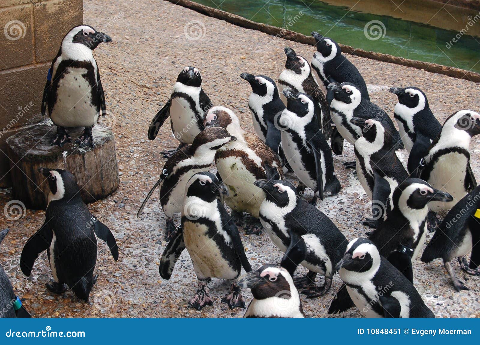 2,876 Animals Meeting Stock Photos - Free & Royalty-Free Stock Photos from Dreamstime 2,876 Animals Meeting Stock Photos - Free & Royalty-Free Stock Photos from Dreamstime