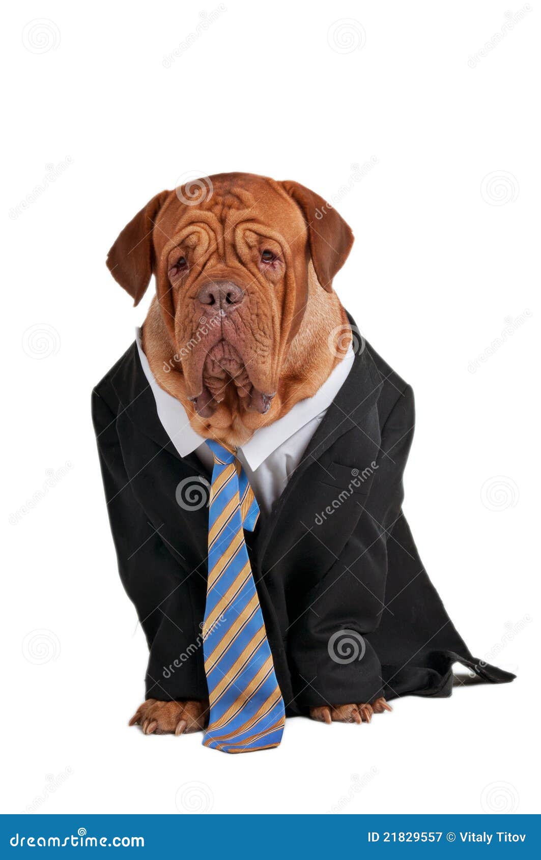 Businessman dog stock image. Image of domestic, official 21829557