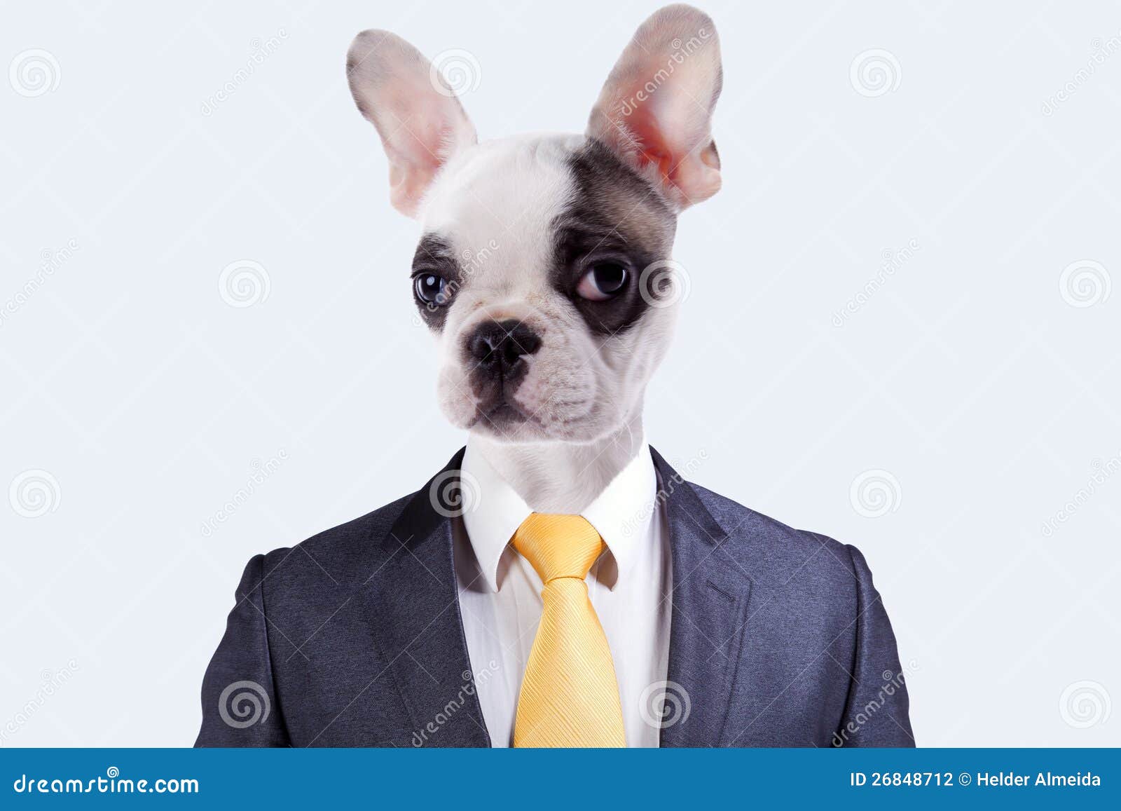 Businessman with a Dog Face Stock Photo Image of loyalty, owner 26848712