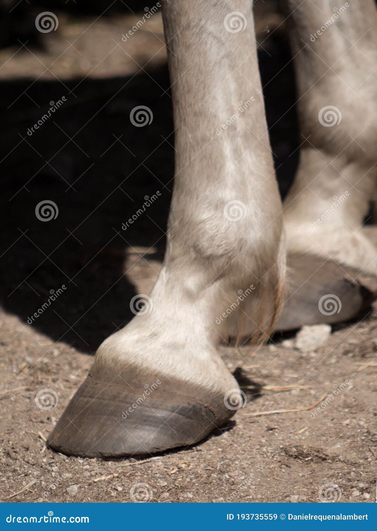vertical view of the hoofs of barefoot white horse.