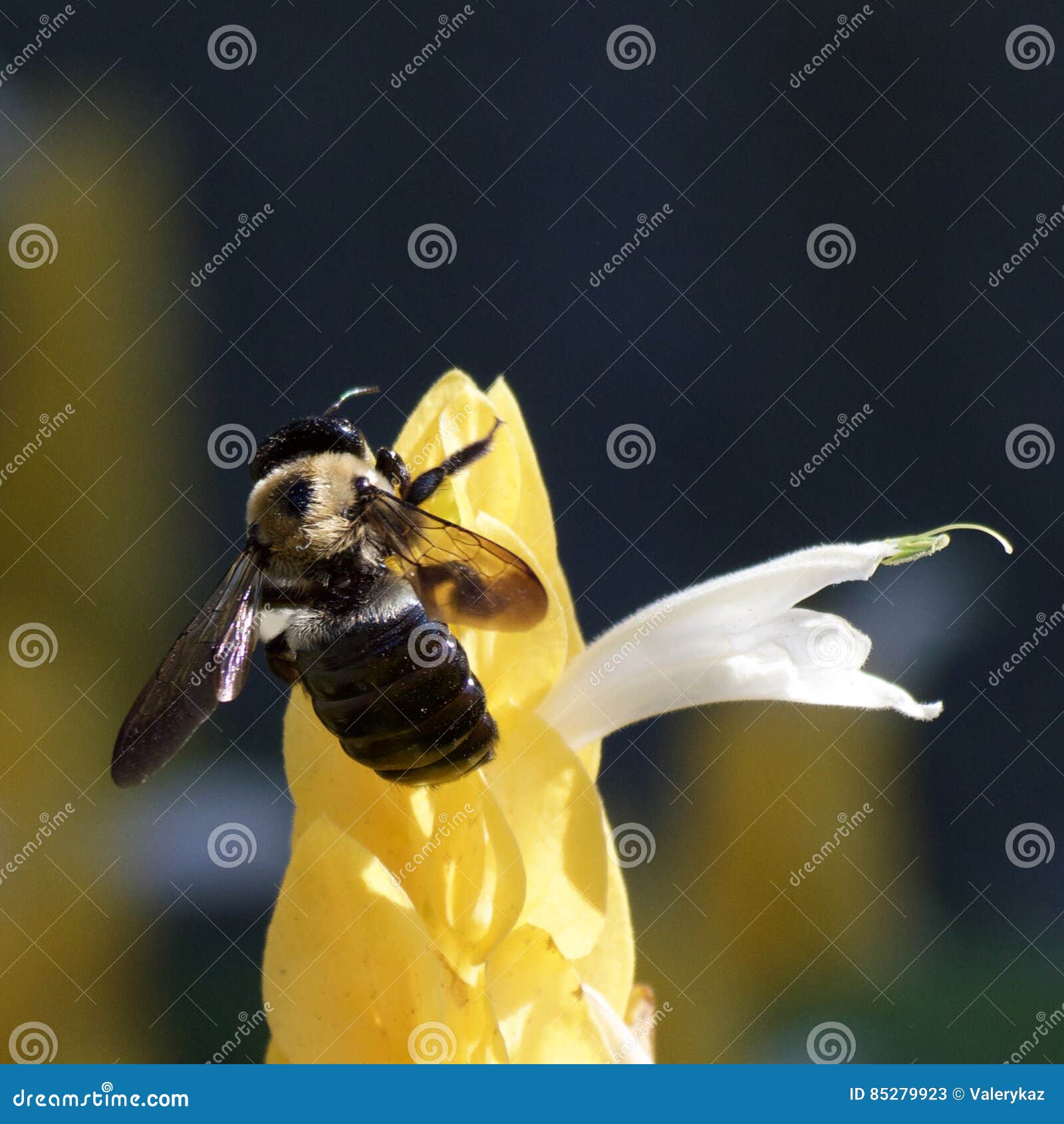 Busy as a Bee stock image. Image of honey, insect, pollen 85279923
