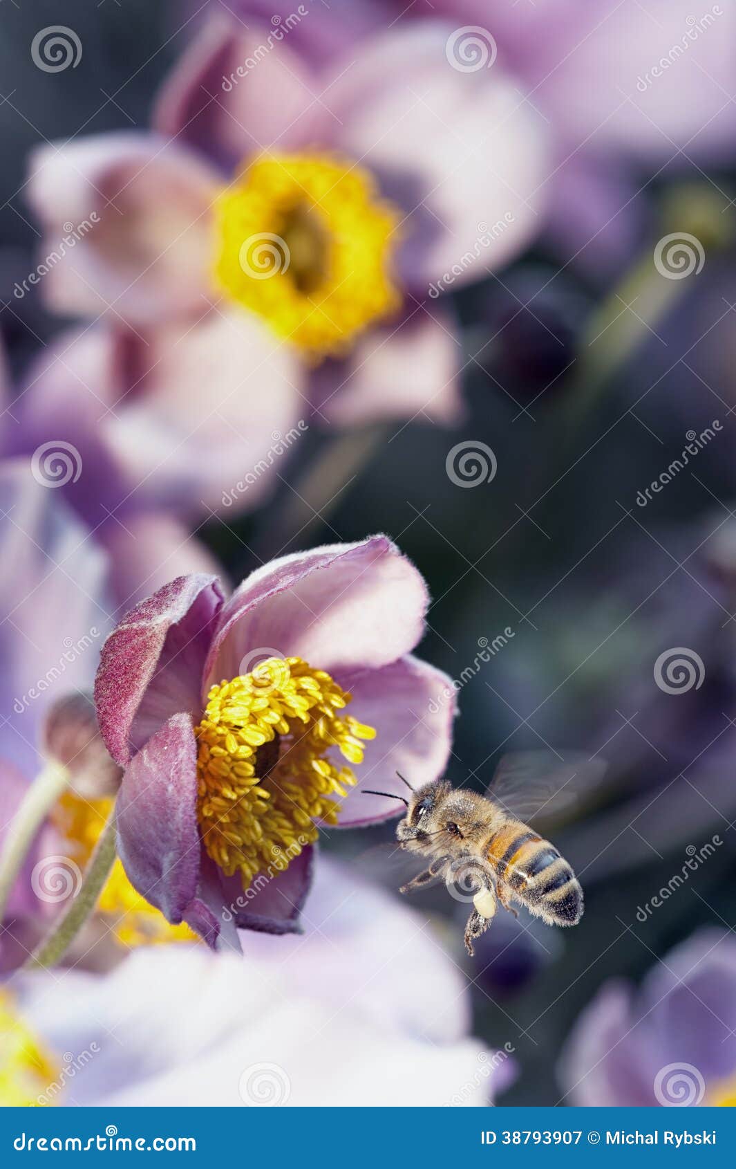 Busy Bee stock image. Image of flower, close, single 38793907