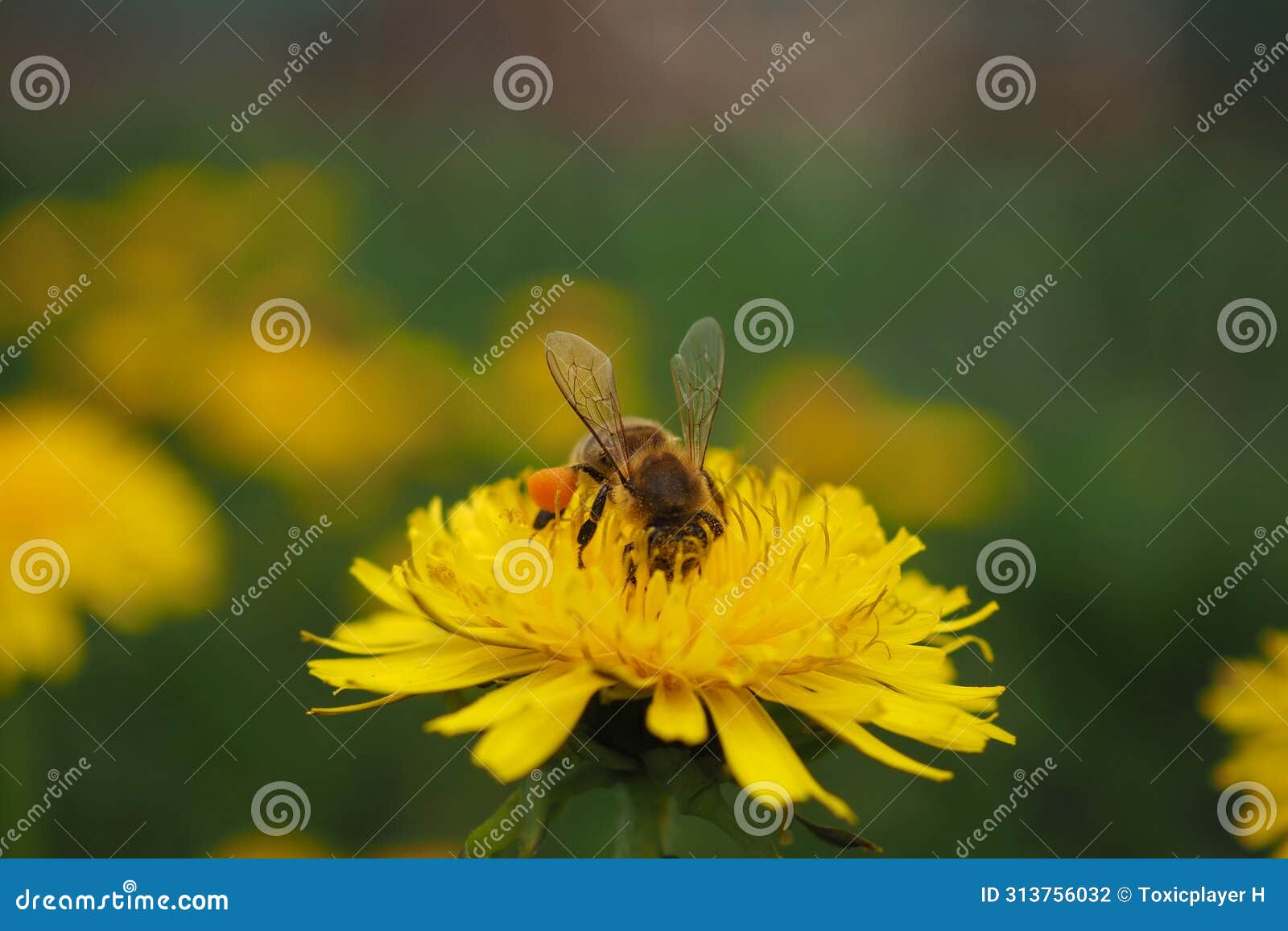 busy bee with polen satchels on dandelion
