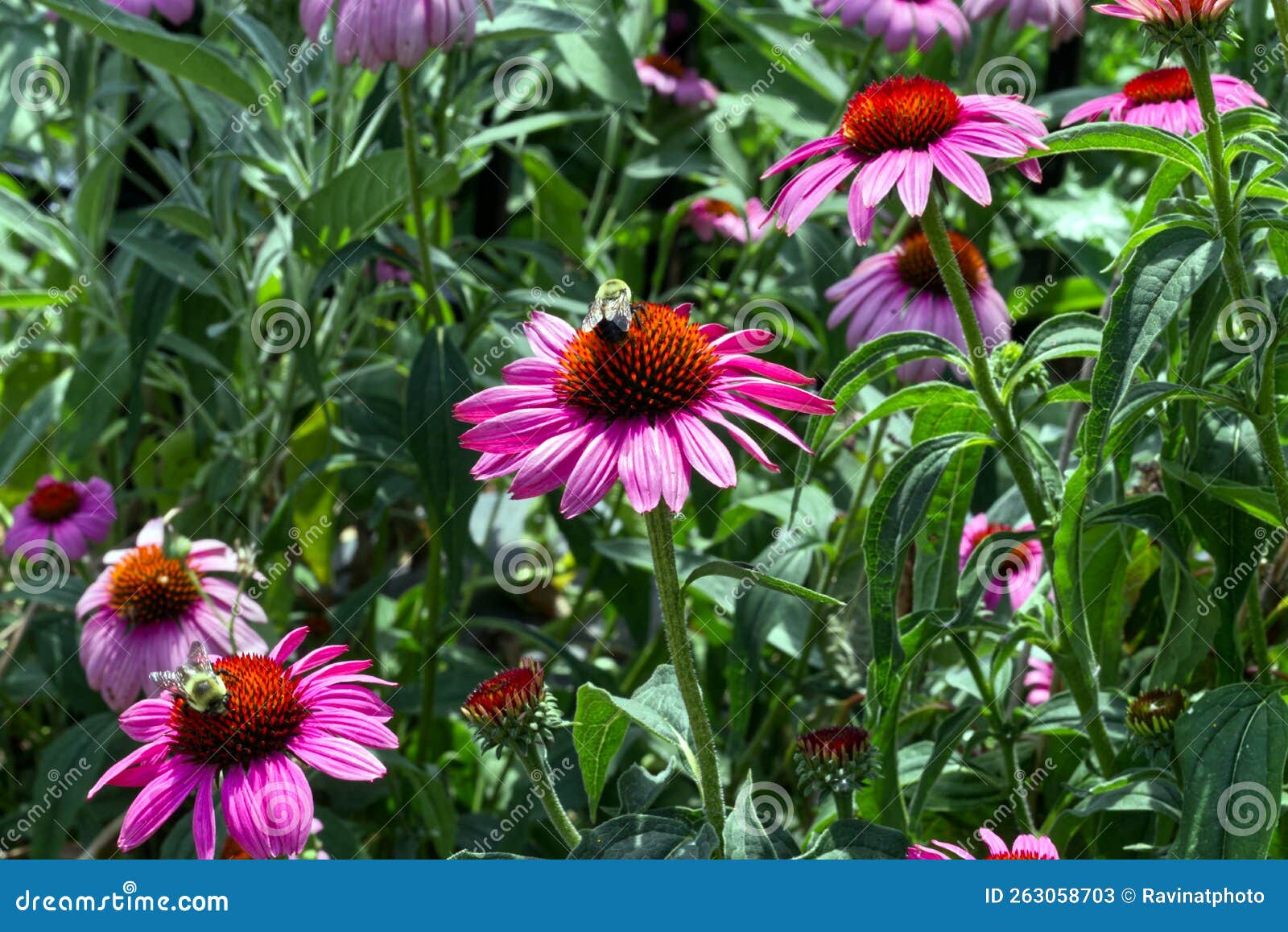 Busy Bees on the Bright Flowers, Toronto, on, Canada Stock Image