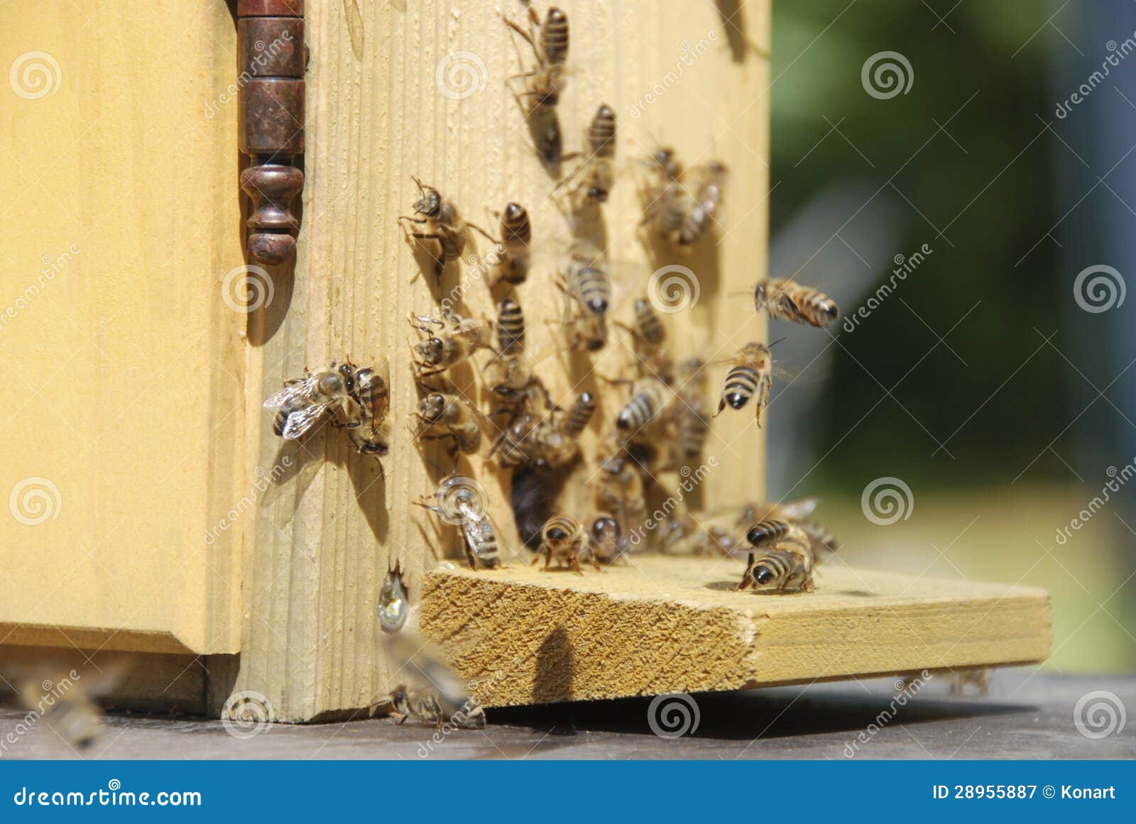 Busy bees in front of hive stock image. Image of house 28955887