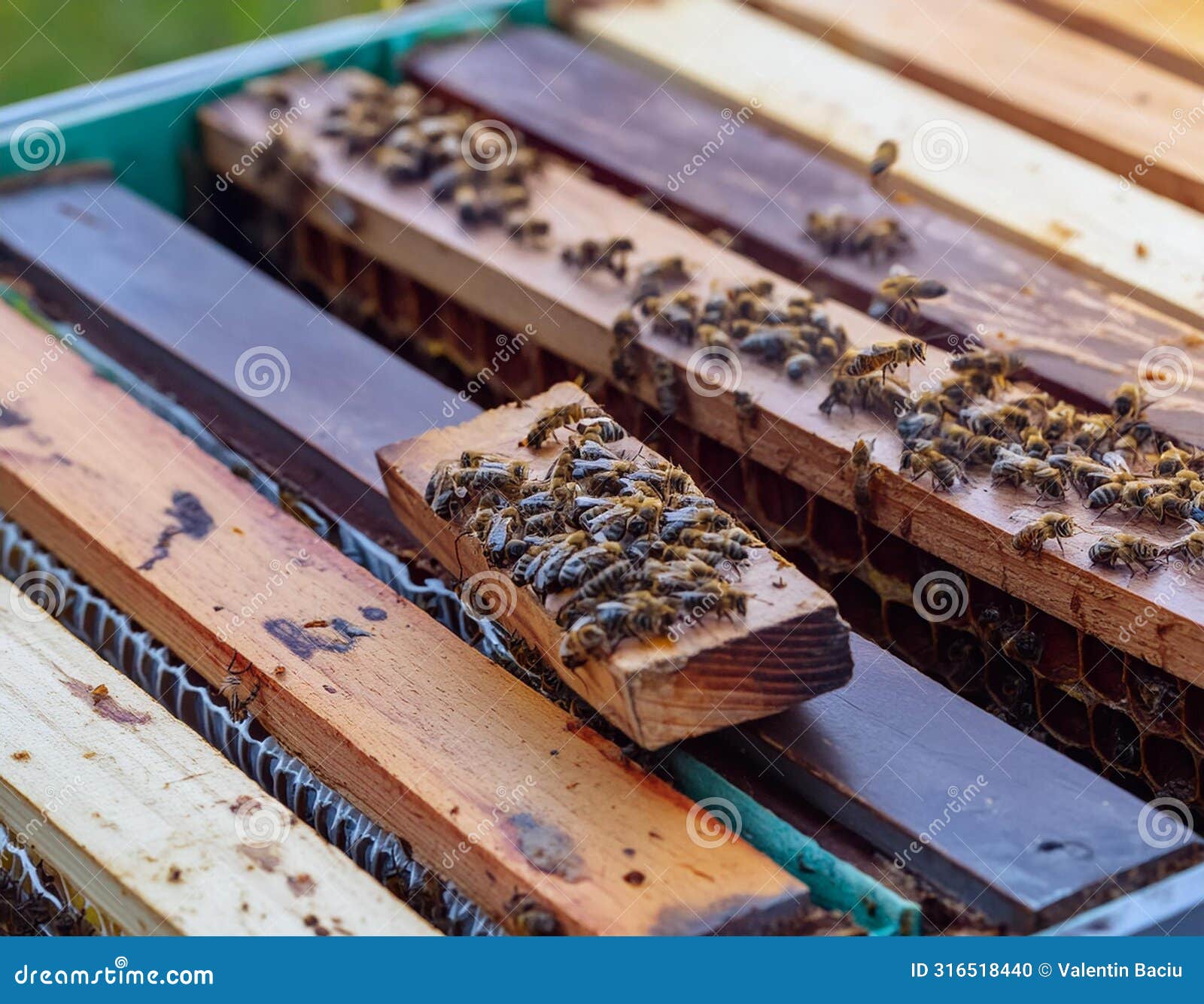 busy bees: industrious activity inside a beehive