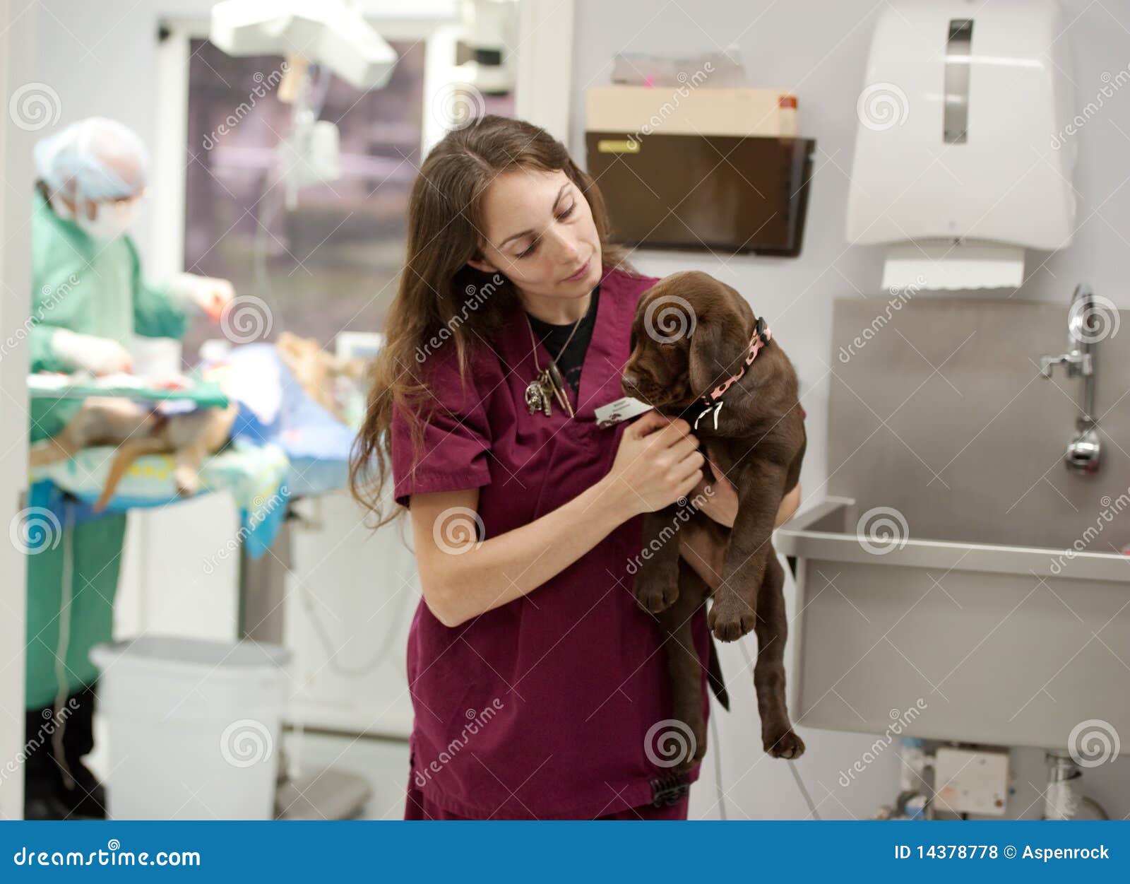 At a Busy Veterinarian Practice Stock Photo Image of medicine, doctor