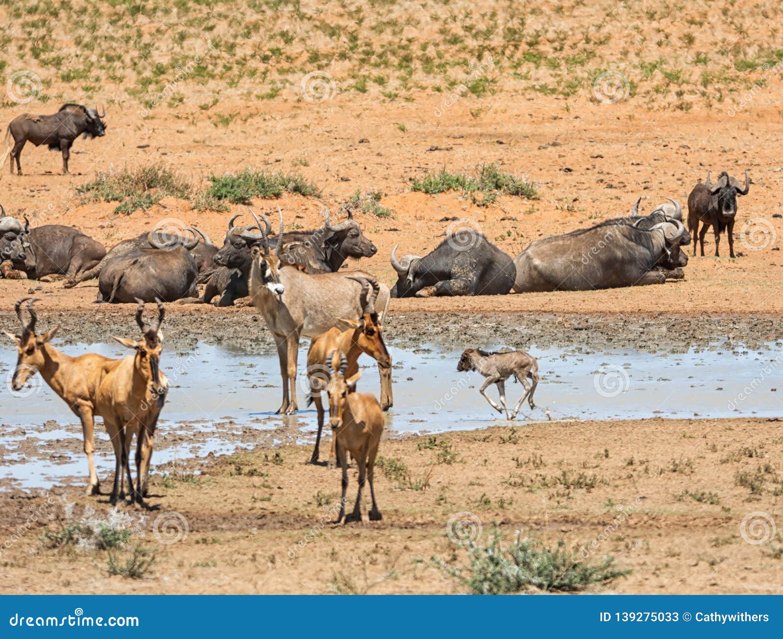 Busy Watering Hole Stock Image Image Of Hartebeest Busy Watering Hole Stock Image Image Of Hartebeest