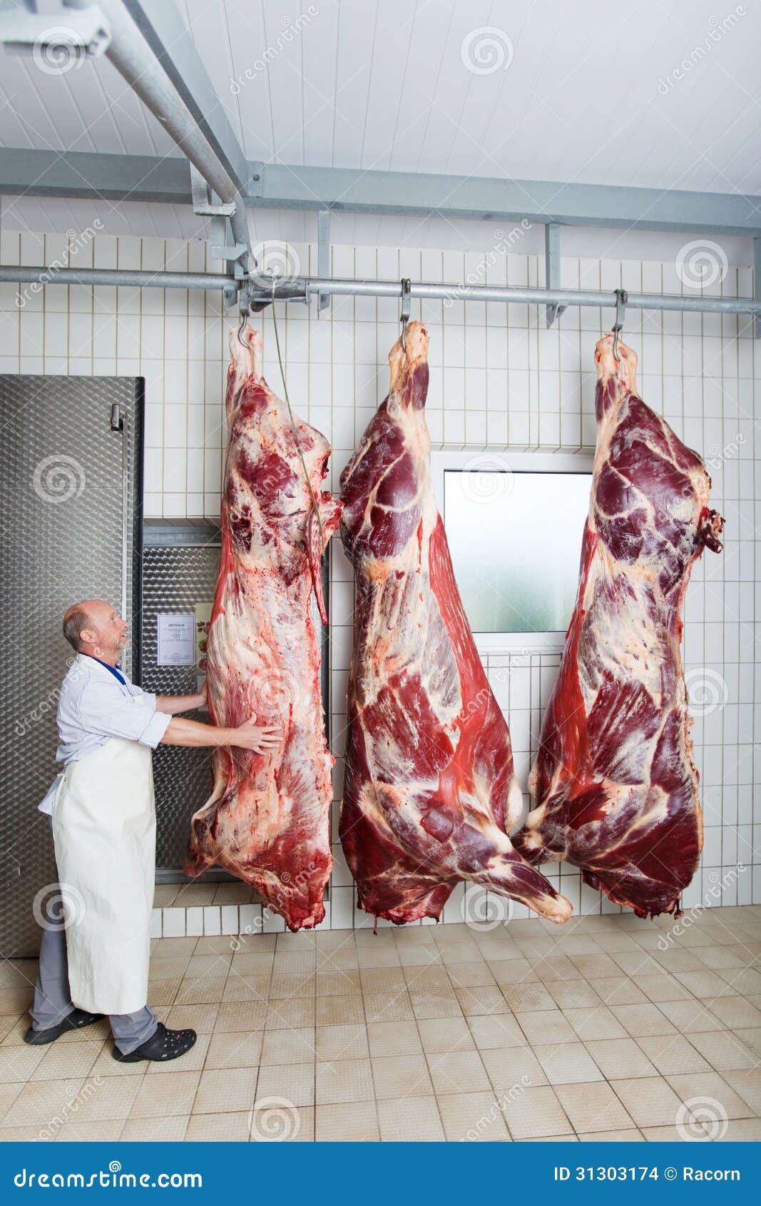 A Butcher Checking The Peeled Body Of A Cow Stock Photo - Image of