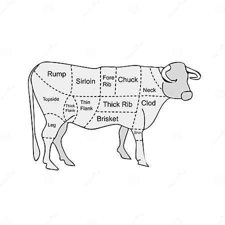 Butcher Meat Sections of Cow Stock Vector - Illustration of farm ...