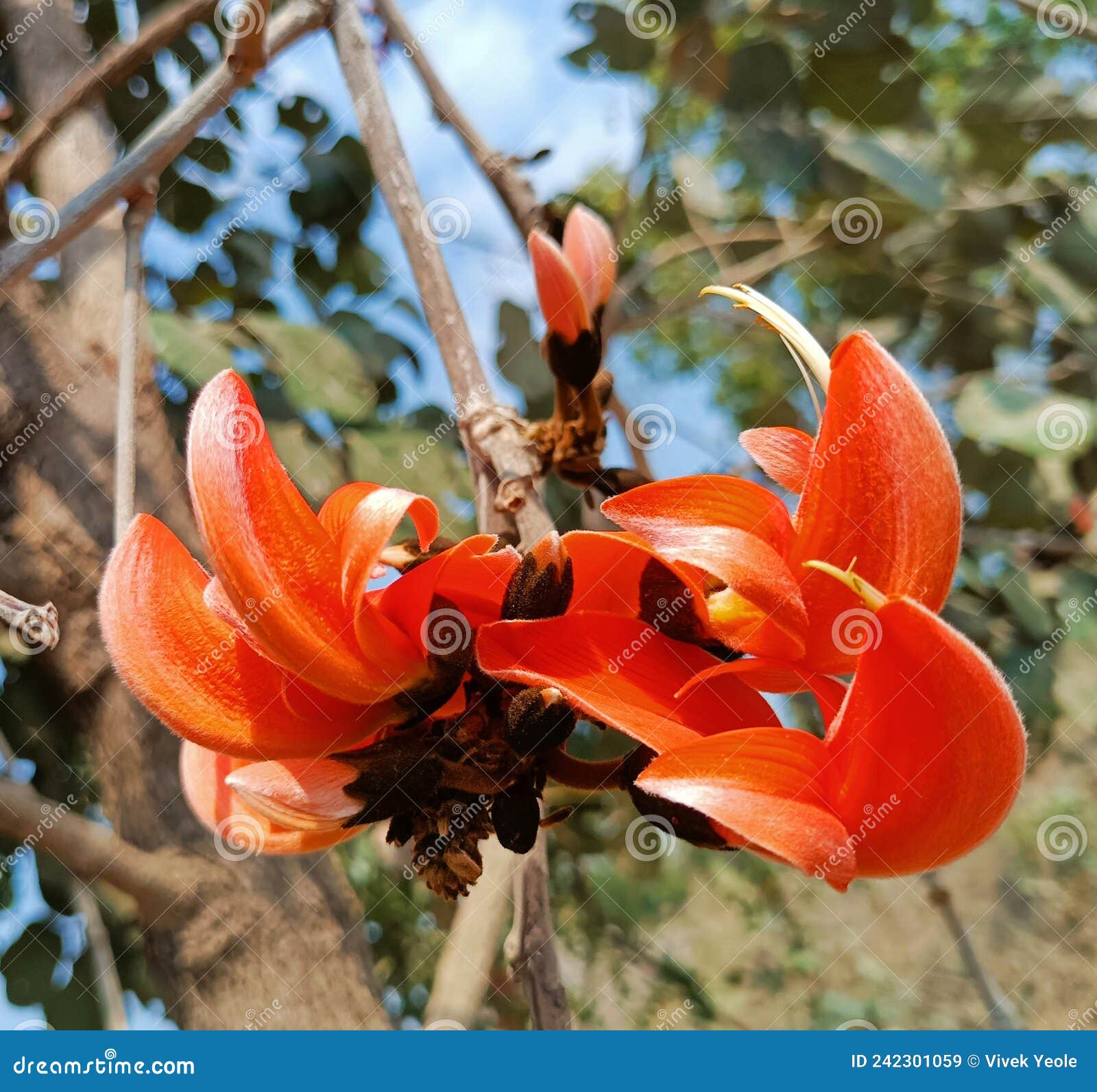 Butea Monosperma Flower Buds Group or Palash Flowers Stock Image