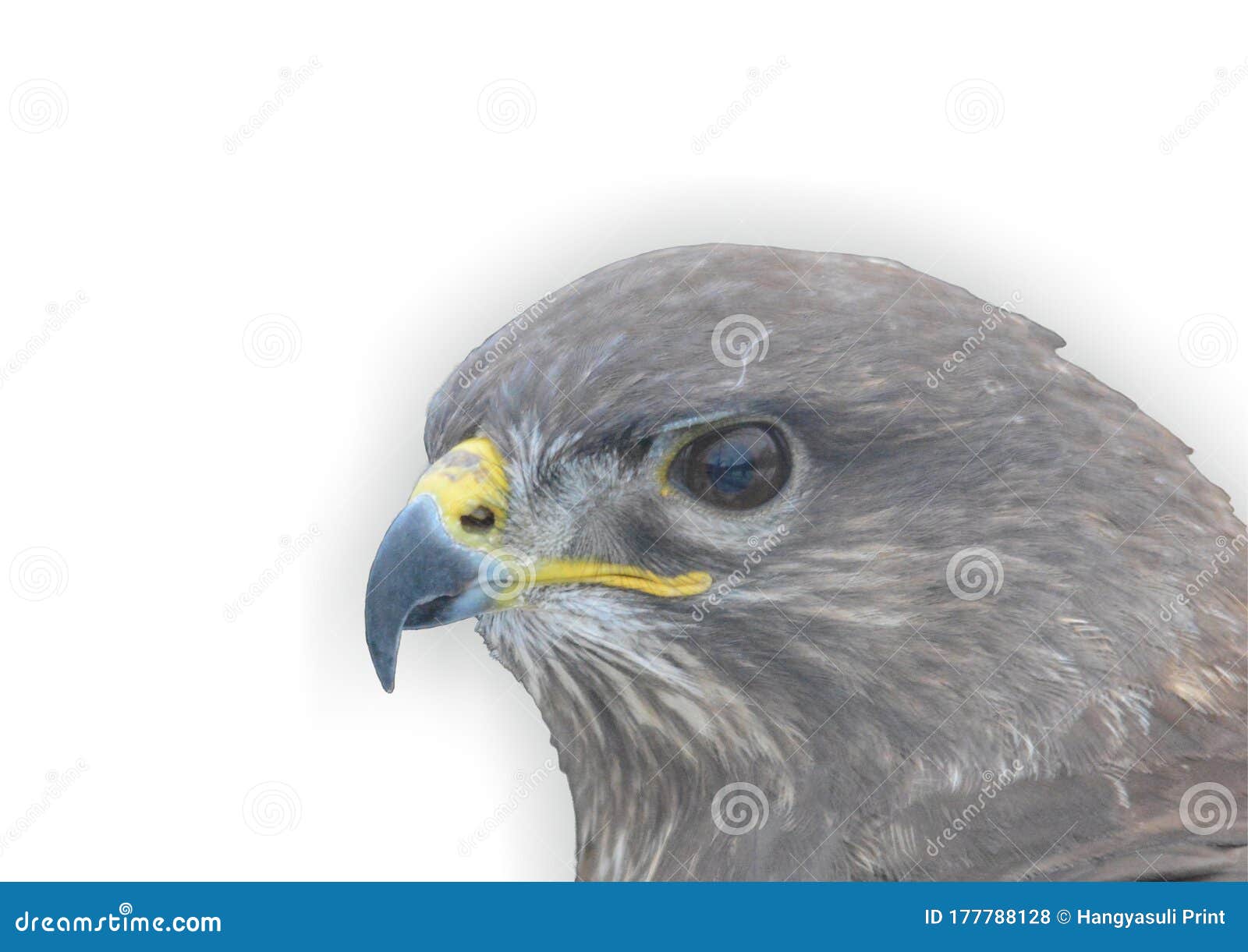 buteo buteo - common buzzard