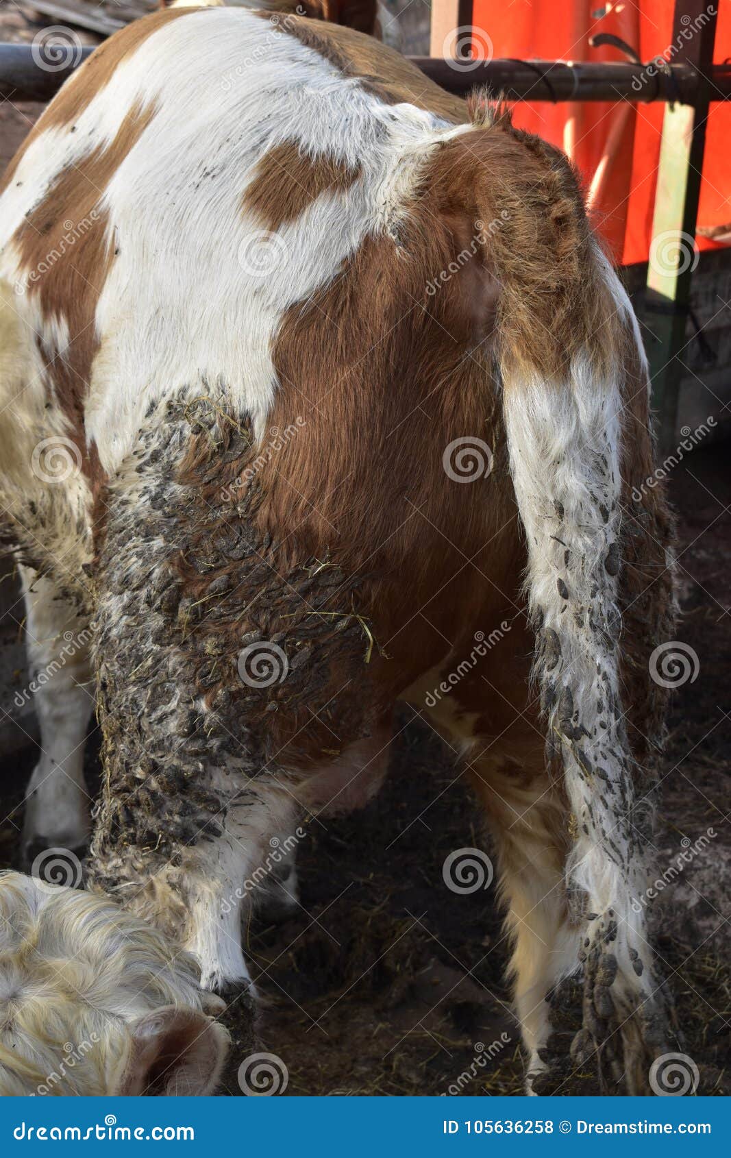 Cow Ass Stock Photos - Download 32 Royalty Free Photos