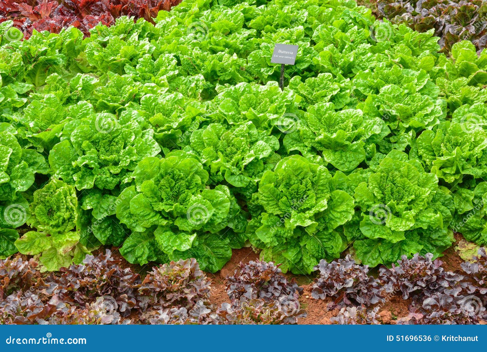 Buttavia lettuce vegetable stock photo. Image of farmland 51696536