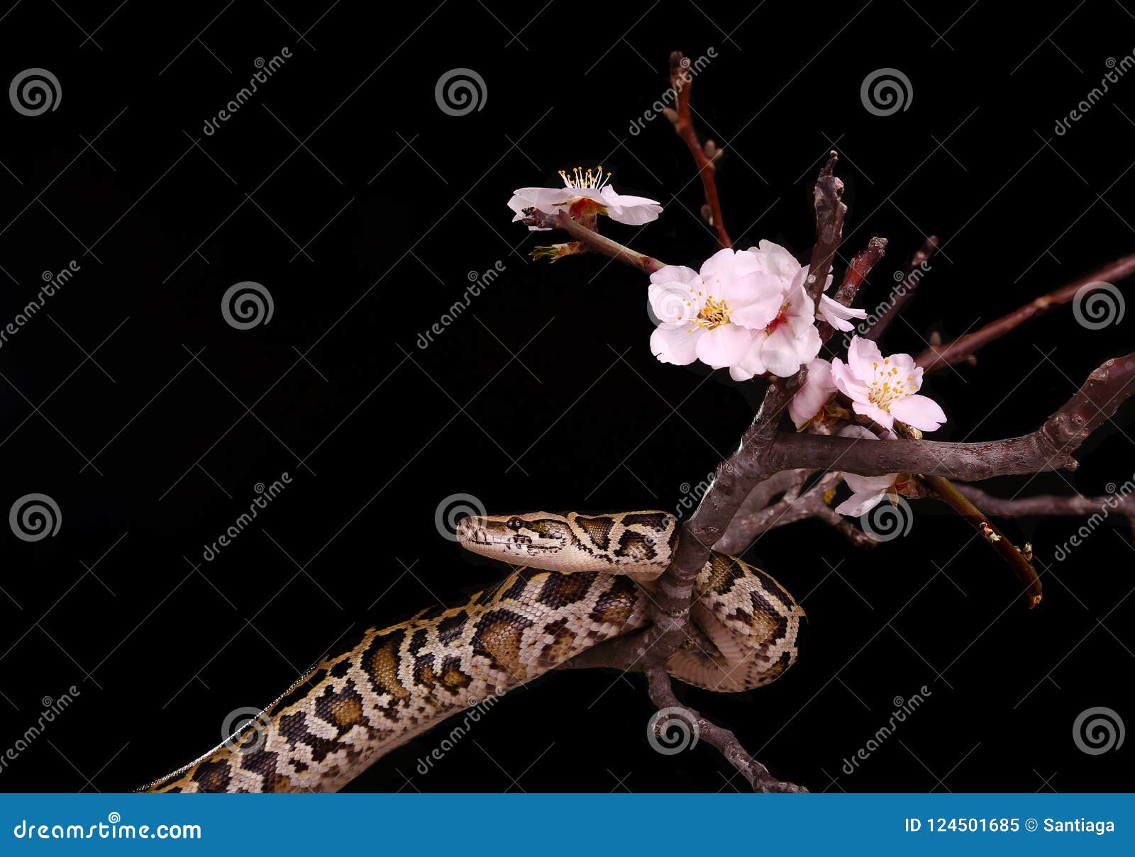 Royal Python Moorish Viper Boa Snake on a Branch with Flowers on Dark