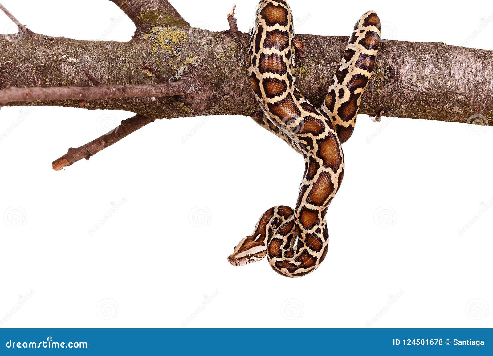 Royal Python Moorish Viper Boa Snake on a Branch with Flowers Isolated