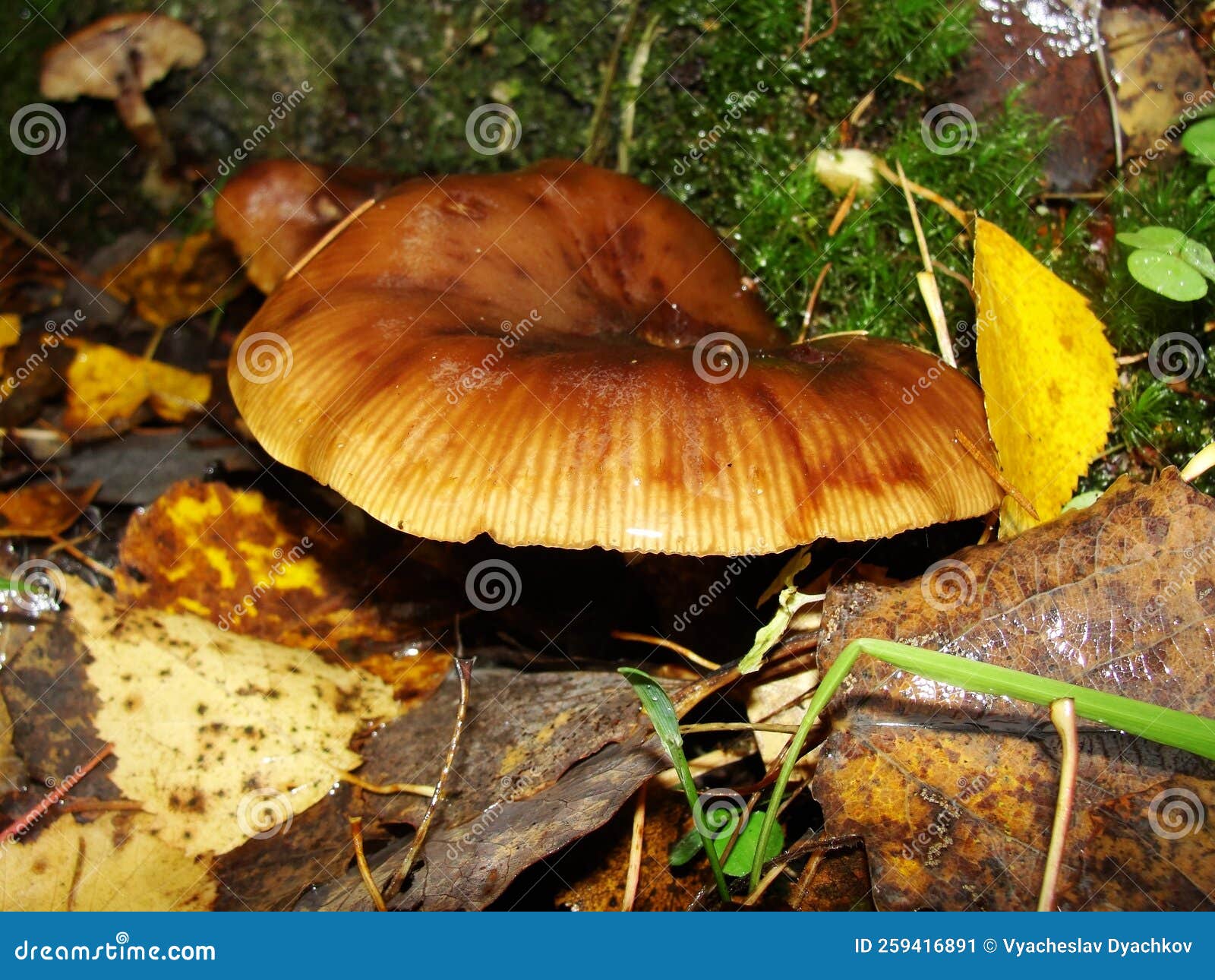 gymnopus ocior mushroom on an old stump, closeup. the butter cap rhodocollybia butyracea is an edible mushroom , stacked macro