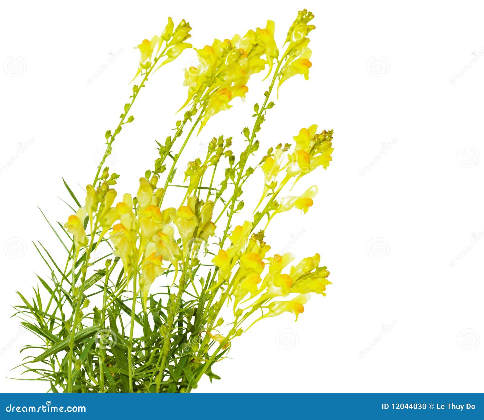 Butter and Eggs Flowers stock photo. Image of blooming 12044030