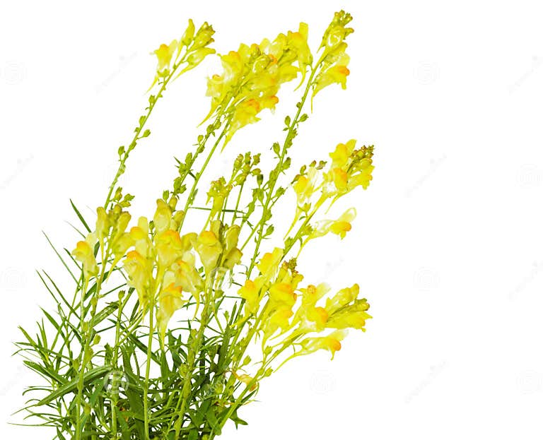 Butter and Eggs Flowers stock photo. Image of blooming 12044030