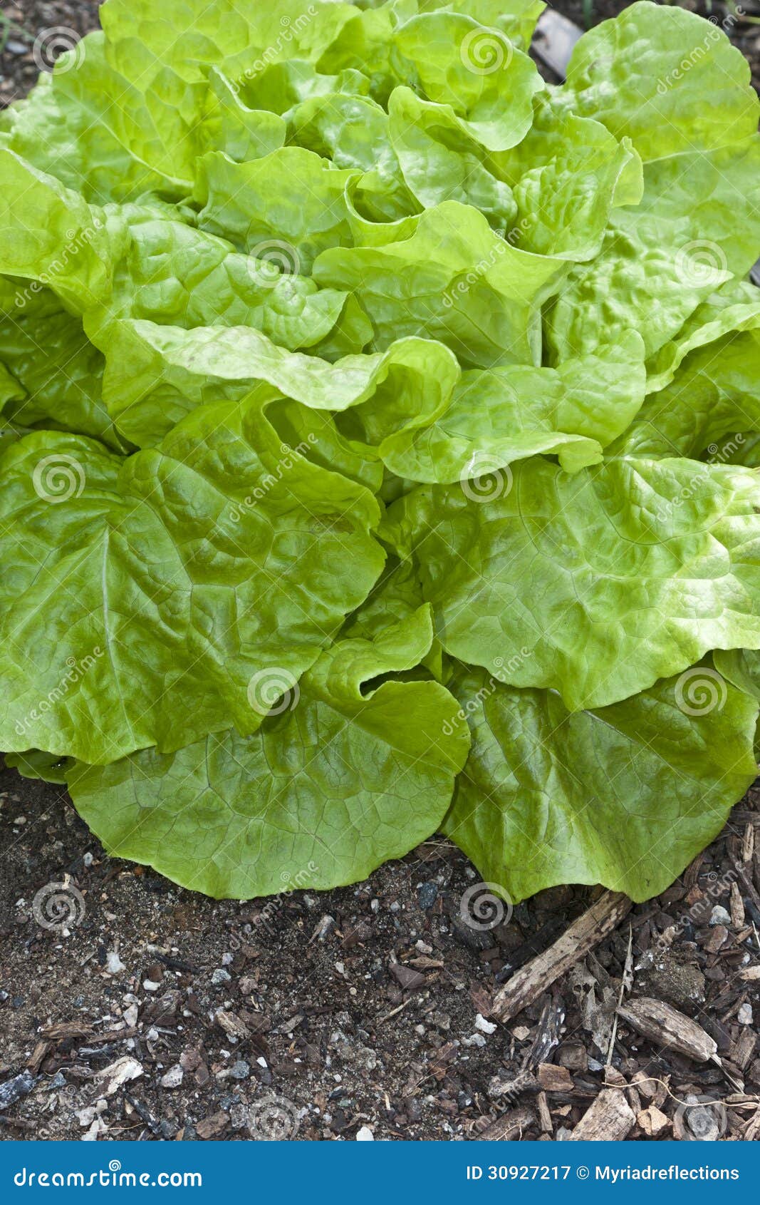 Butter Head Lettuce Grown in the Garden. Stock Image Image of