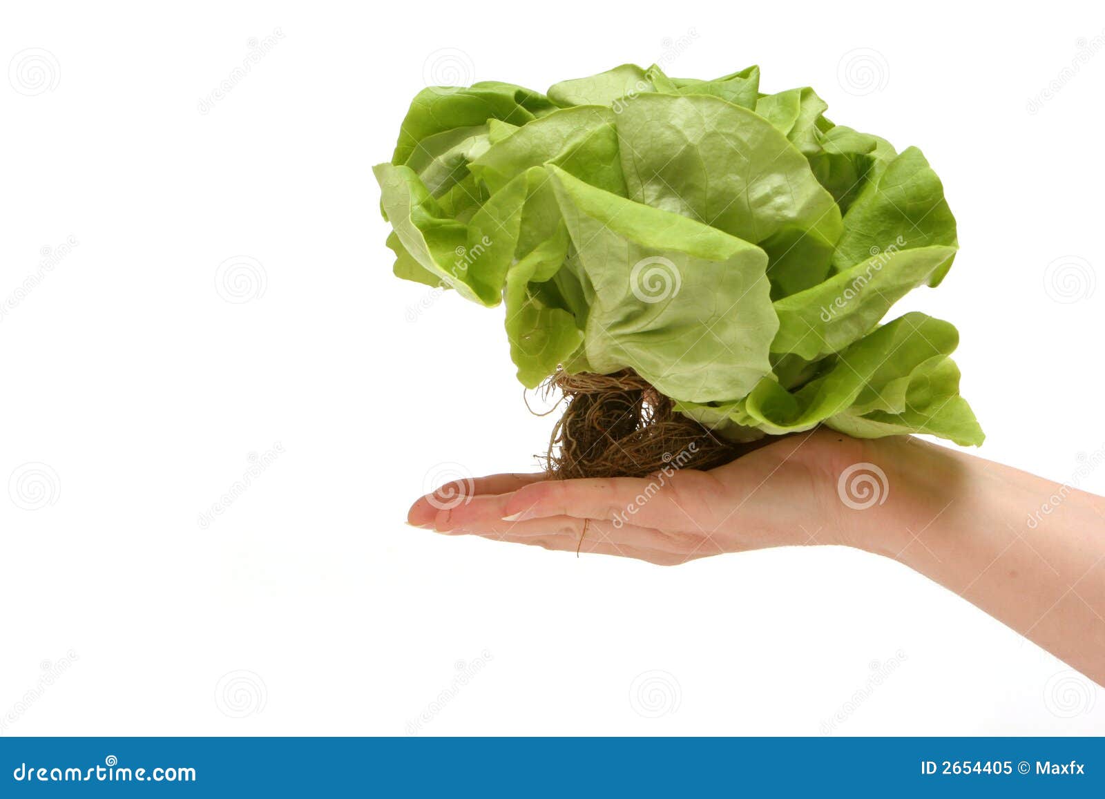 Butter lettuce stock image. Image of butter, vegetable 2654405