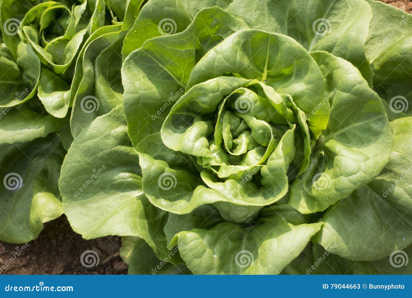 Butter Lettuce, Green Leaf Vegetable Stock Image Image of butter