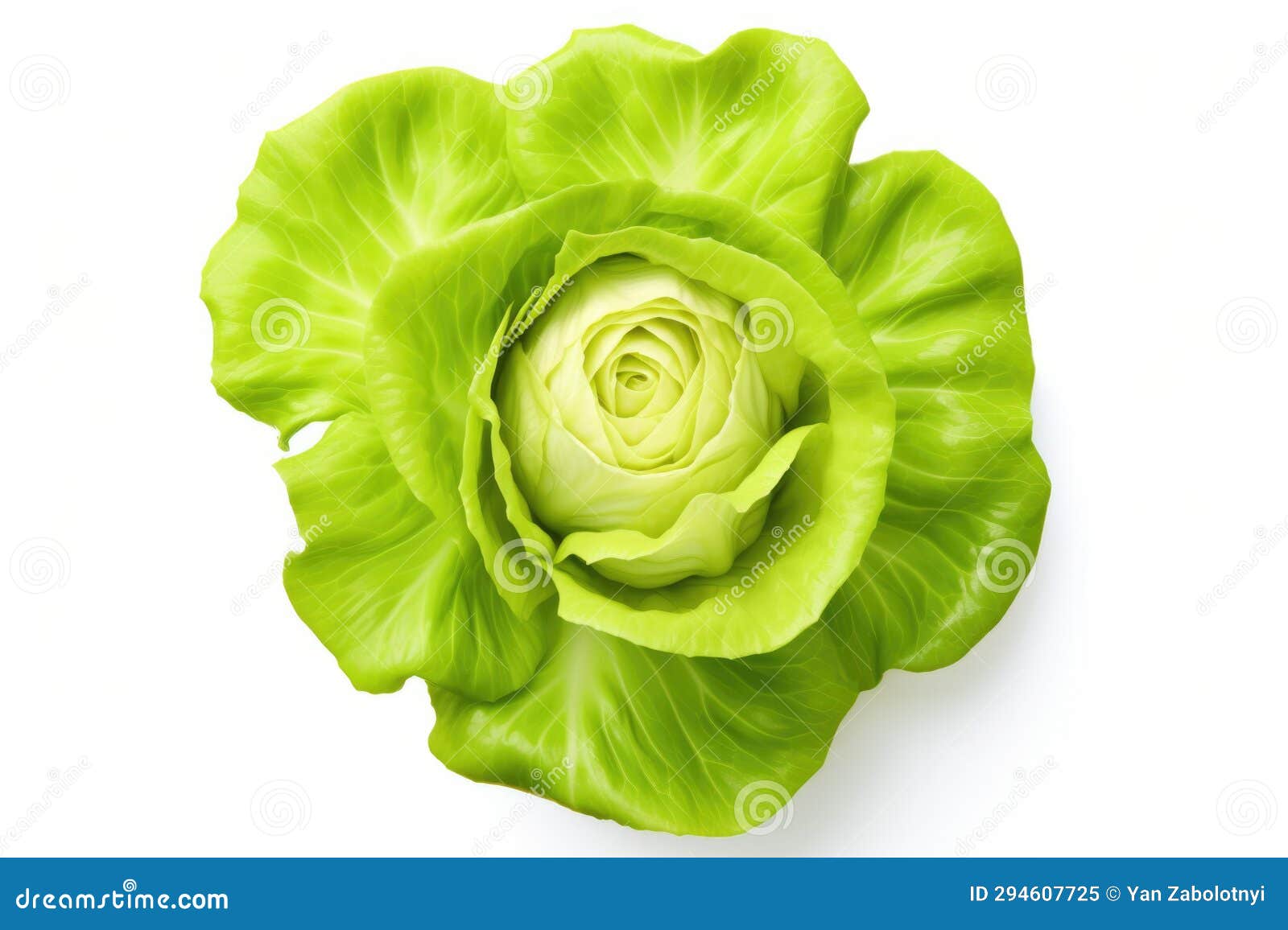 Butter Lettuce on a White Background without Shadows Stock Illustration