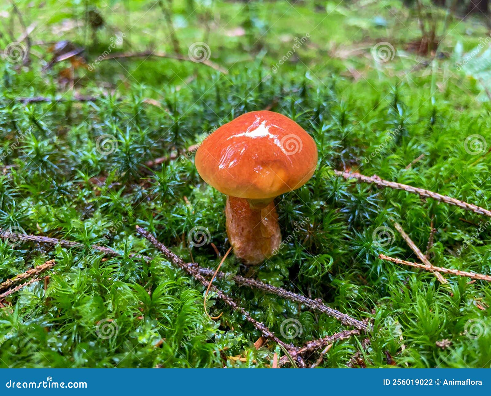 Butter Mushroom on Moss in the Forest Stock Photo Image of forest