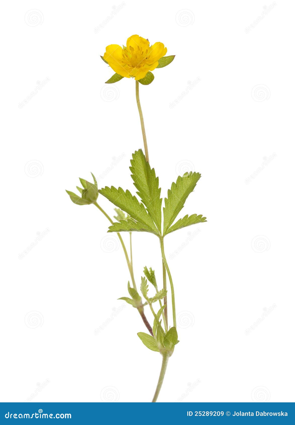 Buttercup stock image. Image of wildflower, flora, leaf 25289209