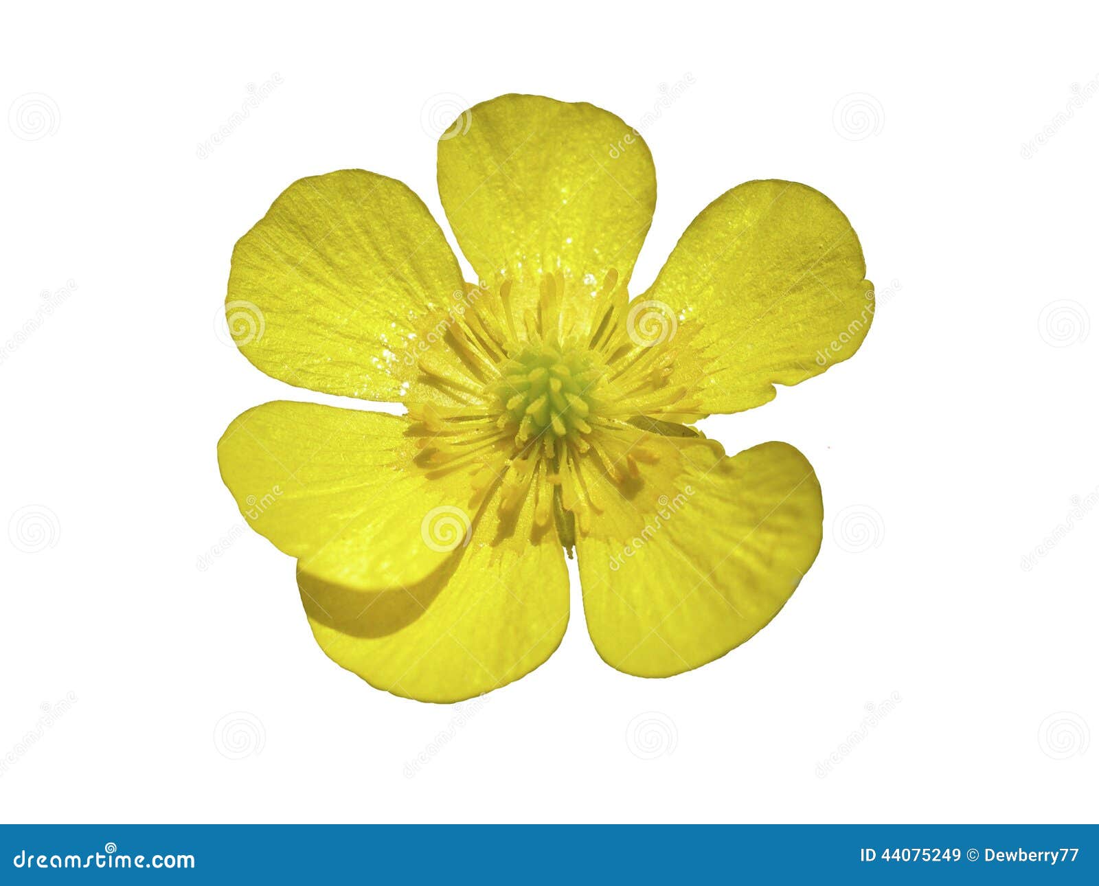 Buttercup flower stock image. Image of macro, large, grassland 44075249