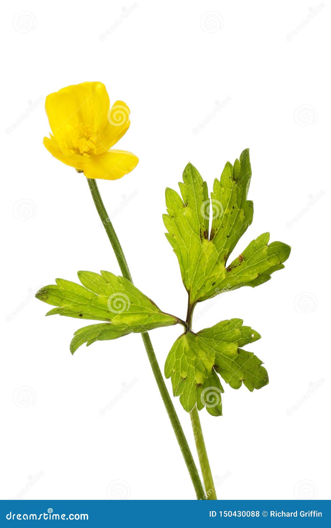 Buttercup Flower and Leaves Stock Photo - Image of creeping, stem ...