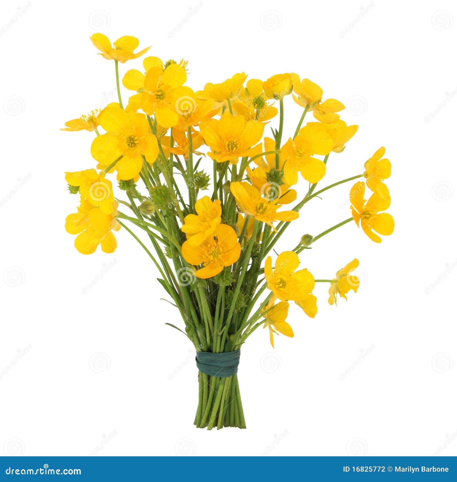 Download Buttercup Flower Posy stock photo. Image of spring ...
