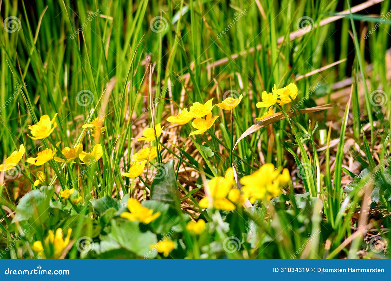 buttercup flowers tulare buttercup flowers tulare